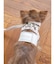 【CAT&DOG】【販路限定商品】ハーネス