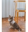 【CAT&DOG】【販路限定商品】ハーネス