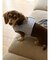 【CAT&DOG】【販路限定商品】ハーネス