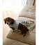 【CAT&DOG】【販路限定商品】ハーネス
