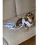 【CAT&DOG】【販路限定商品】ハーネス