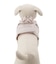 【CAT&DOG】【販路限定商品】ハーネス