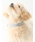 【CAT&DOG】【販路限定商品】首輪