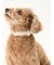 【CAT&DOG】【販路限定商品】首輪