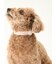 【CAT&DOG】【販路限定商品】首輪