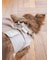 【CAT&DOG】【販路限定商品】首輪