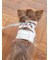 【CAT&DOG】【販路限定商品】首輪