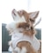 【CAT&DOG】【販路限定商品】首輪