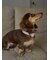 【CAT&DOG】【販路限定商品】首輪