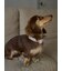 【CAT&DOG】【販路限定商品】首輪