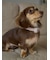 【CAT&DOG】【販路限定商品】首輪