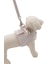 【CAT&DOG】【販路限定商品】首輪