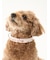 【CAT&DOG】【販路限定商品】モチーフ柄首輪