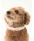 【CAT&DOG】【販路限定商品】モチーフ柄首輪
