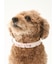 【CAT&DOG】【販路限定商品】モチーフ柄首輪
