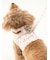 【CAT&DOG】【販路限定商品】モチーフ柄首輪