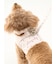 【CAT&DOG】【販路限定商品】モチーフ柄首輪