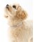 【CAT&DOG】【販路限定商品】モチーフ柄首輪
