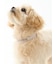 【CAT&DOG】【販路限定商品】モチーフ柄首輪
