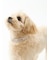 【CAT&DOG】【販路限定商品】モチーフ柄首輪