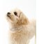 【CAT&DOG】【販路限定商品】モチーフ柄首輪