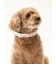 【CAT&DOG】【販路限定商品】モチーフ柄首輪