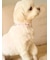 【CAT&DOG】【販路限定商品】モチーフ柄首輪