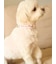 【CAT&DOG】【販路限定商品】モチーフ柄首輪