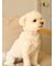 【CAT&DOG】【販路限定商品】モチーフ柄首輪
