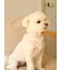 【CAT&DOG】【販路限定商品】モチーフ柄首輪