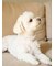 【CAT&DOG】【販路限定商品】モチーフ柄首輪