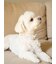 【CAT&DOG】【販路限定商品】モチーフ柄首輪