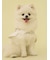 【CAT&DOG】【販路限定商品】レインポンチョ