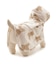 【CAT&DOG】【販路限定商品】レインポンチョ