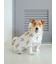 【CAT&DOG】【販路限定商品】レインポンチョ
