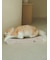 【CAT&DOG】ねこ柄つめとぎ