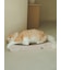 【CAT&DOG】ねこ柄つめとぎ