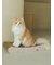 【CAT&DOG】ねこ柄つめとぎ