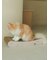 【CAT&DOG】ねこ柄つめとぎ