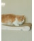 【CAT&DOG】ねこ柄つめとぎ