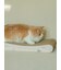 【CAT&DOG】ねこ柄つめとぎ