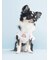 【CAT&DOG】【Birthday】バースデー柄プルオーバー