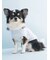 【CAT&DOG】【Birthday】スムーズィーカップケーキジャガードプルオーバー