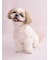 【CAT&DOG】【Birthday】スムーズィーカップケーキジャガードプルオーバー