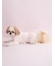 【CAT&DOG】【Birthday】スムーズィーカップケーキジャガードプルオーバー