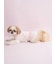 【CAT&DOG】【Birthday】スムーズィーカップケーキジャガードプルオーバー