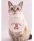 【CAT&DOG】【Birthday】スムーズィーバースデースタイ