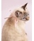 【CAT&DOG】【Birthday】スムーズィーバースデースタイ