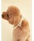 【CAT&DOG】【Birthday】スムーズィーバースデースタイ