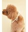 【CAT&DOG】【Birthday】スムーズィーバースデースタイ
